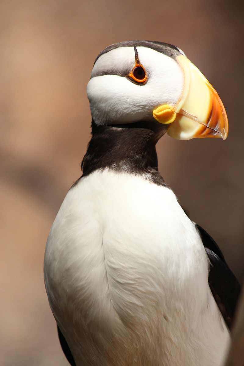 #6 - Puffin Portrait
