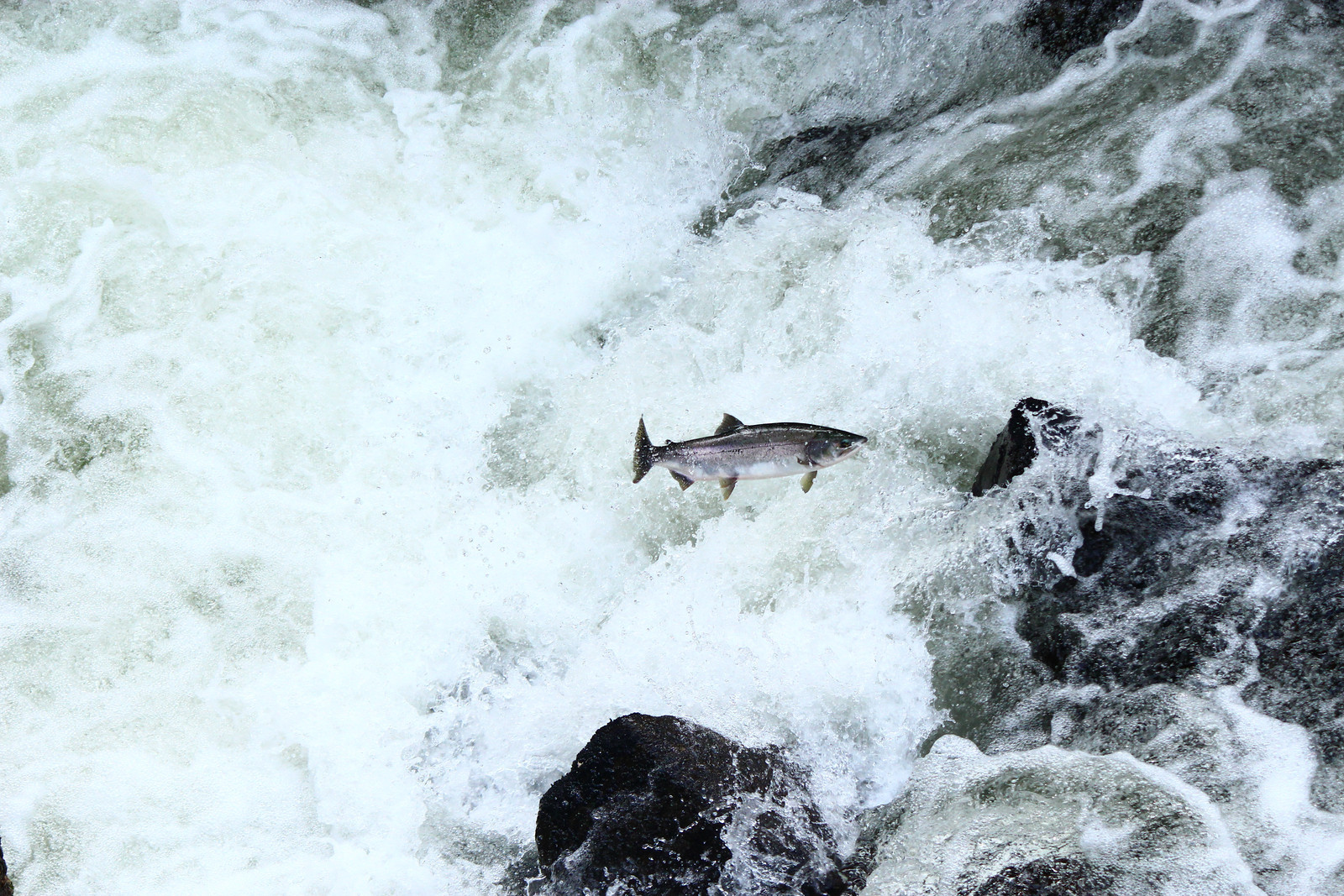 #7 - Salmon Run, Not Swim