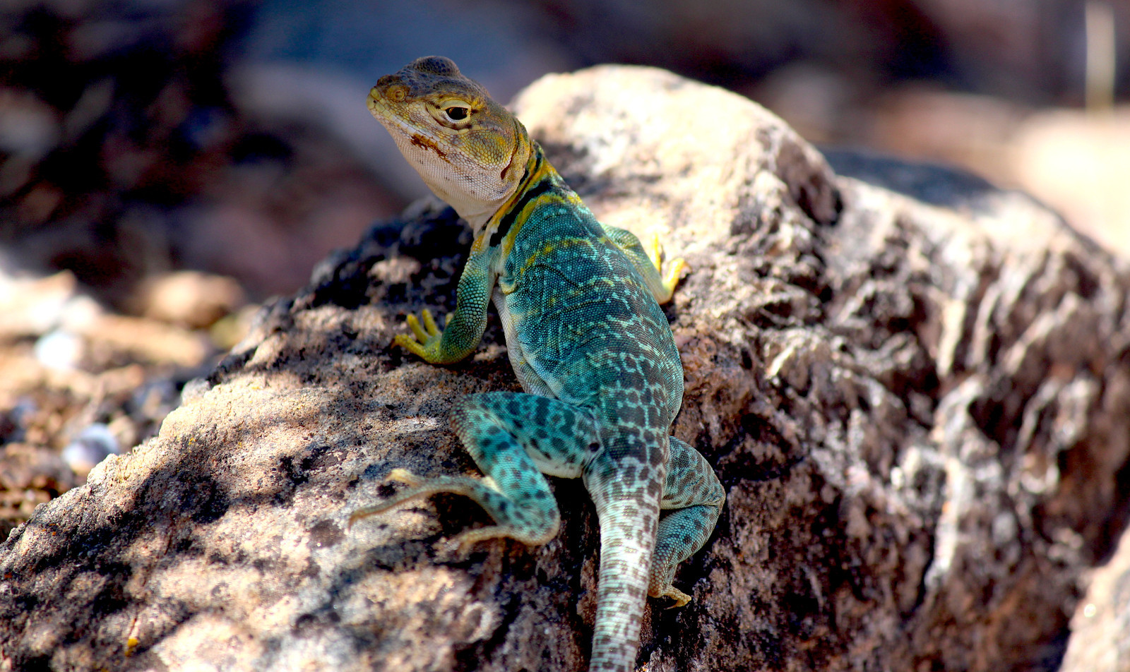 #9 - The Priest Lizard