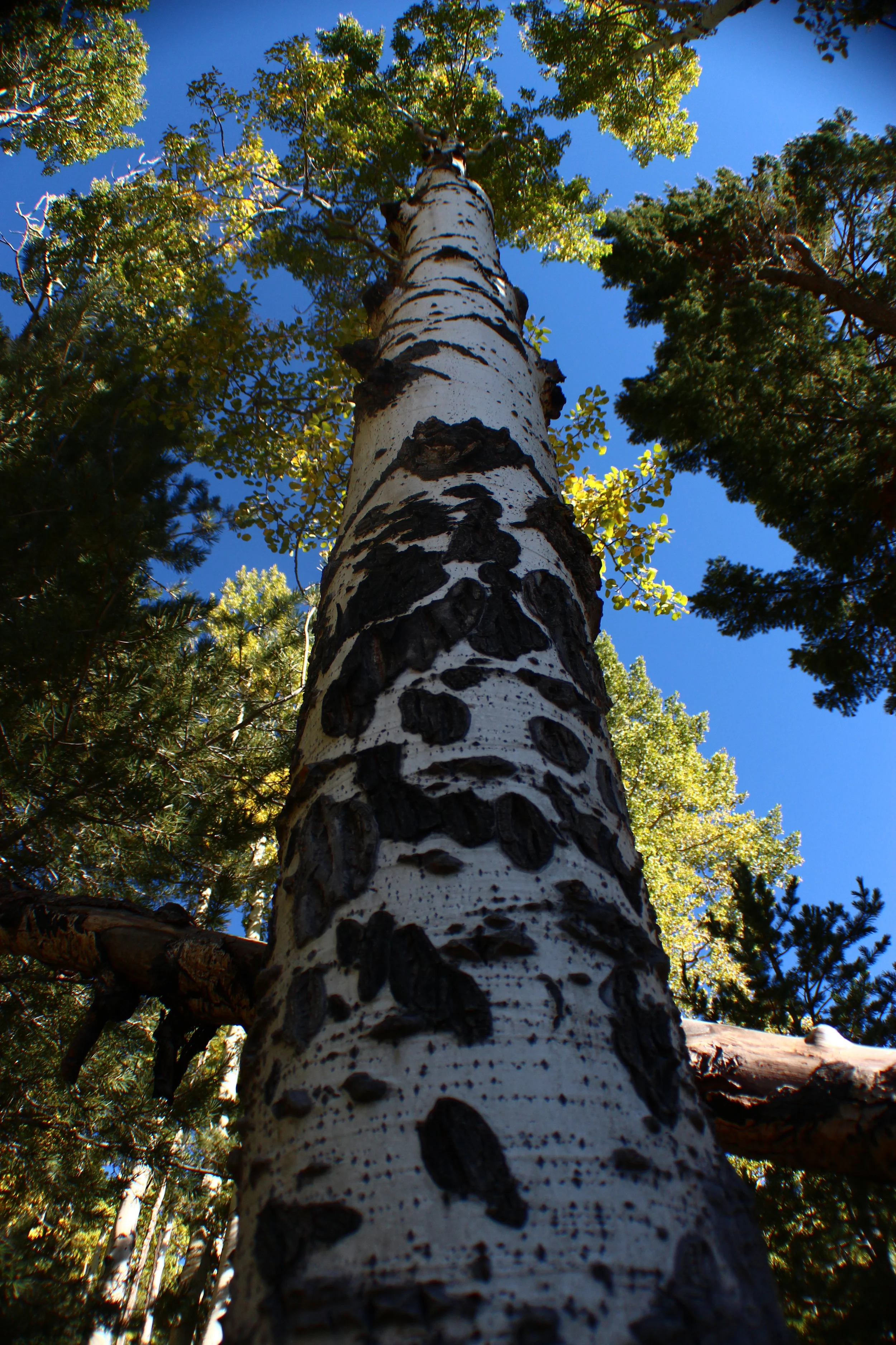 #29 -- Tallest of Aspens