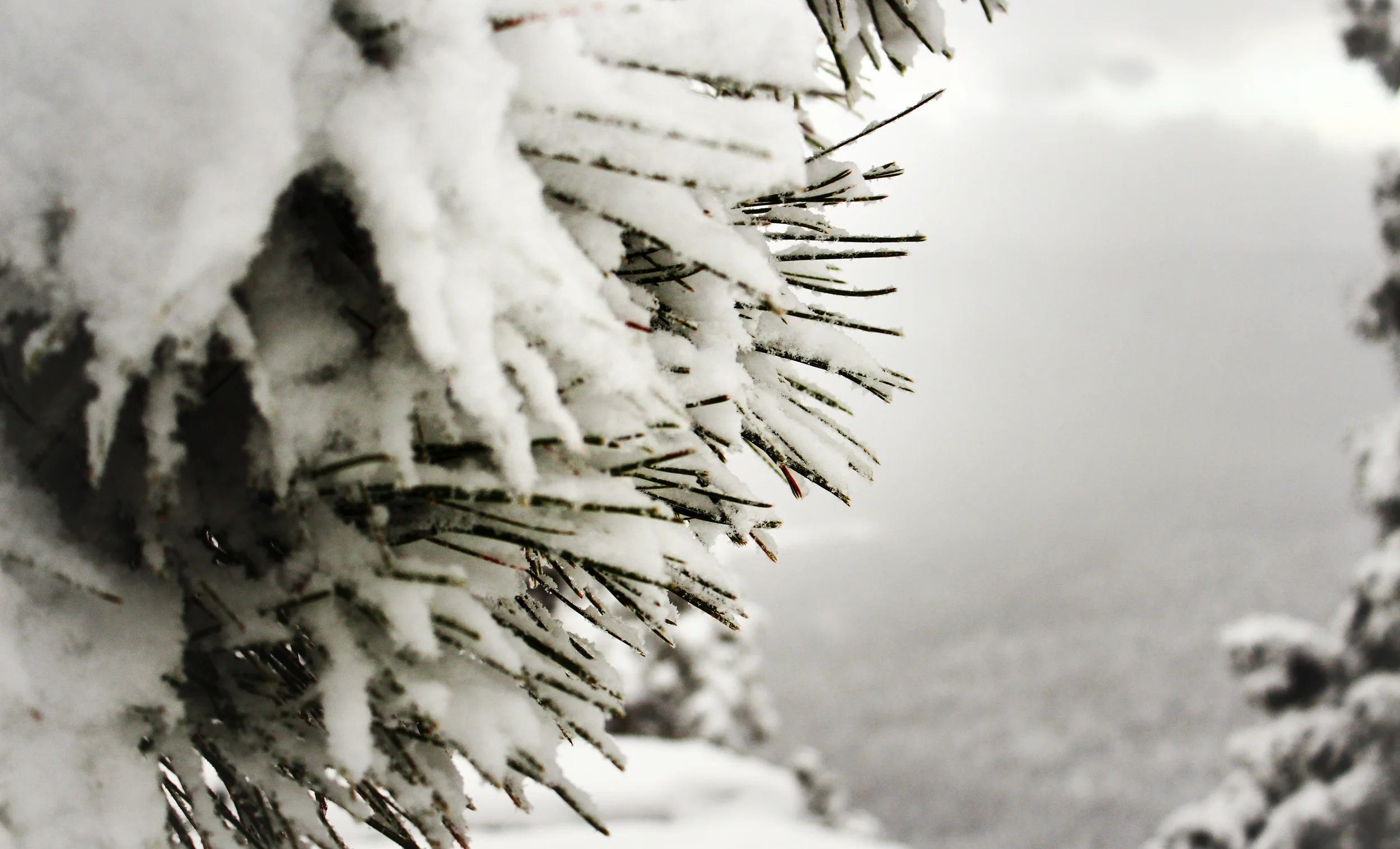 #33 -- Snowy Pine