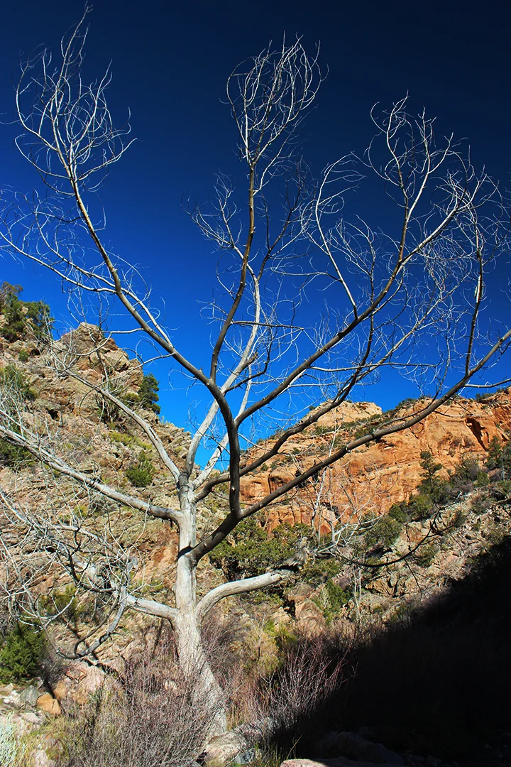 #37 - Reaching Tree
