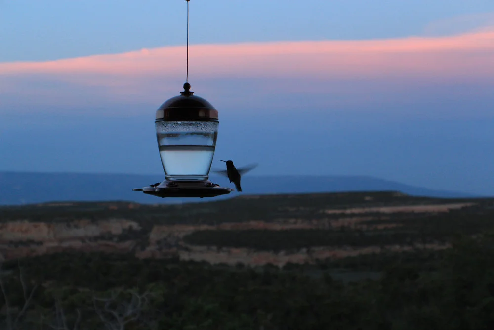 #56 -- Humming at Dusk