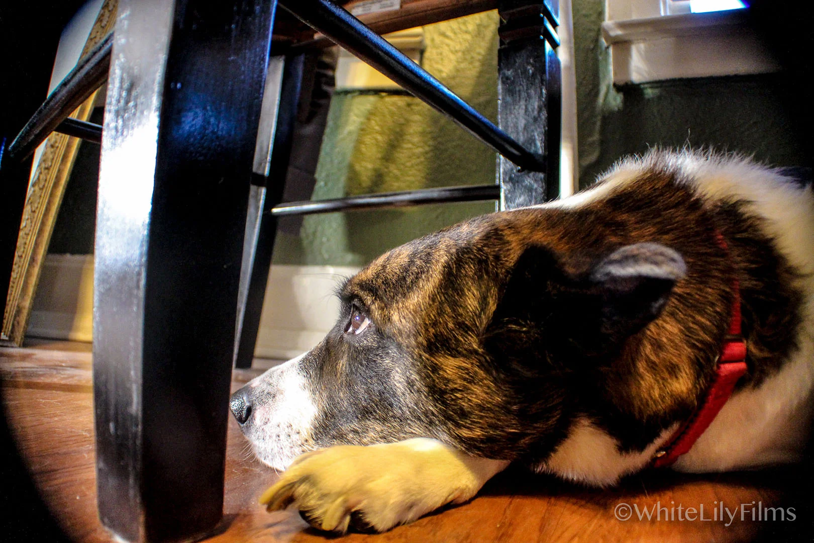 #70 -- Daydreams Are For Dogs