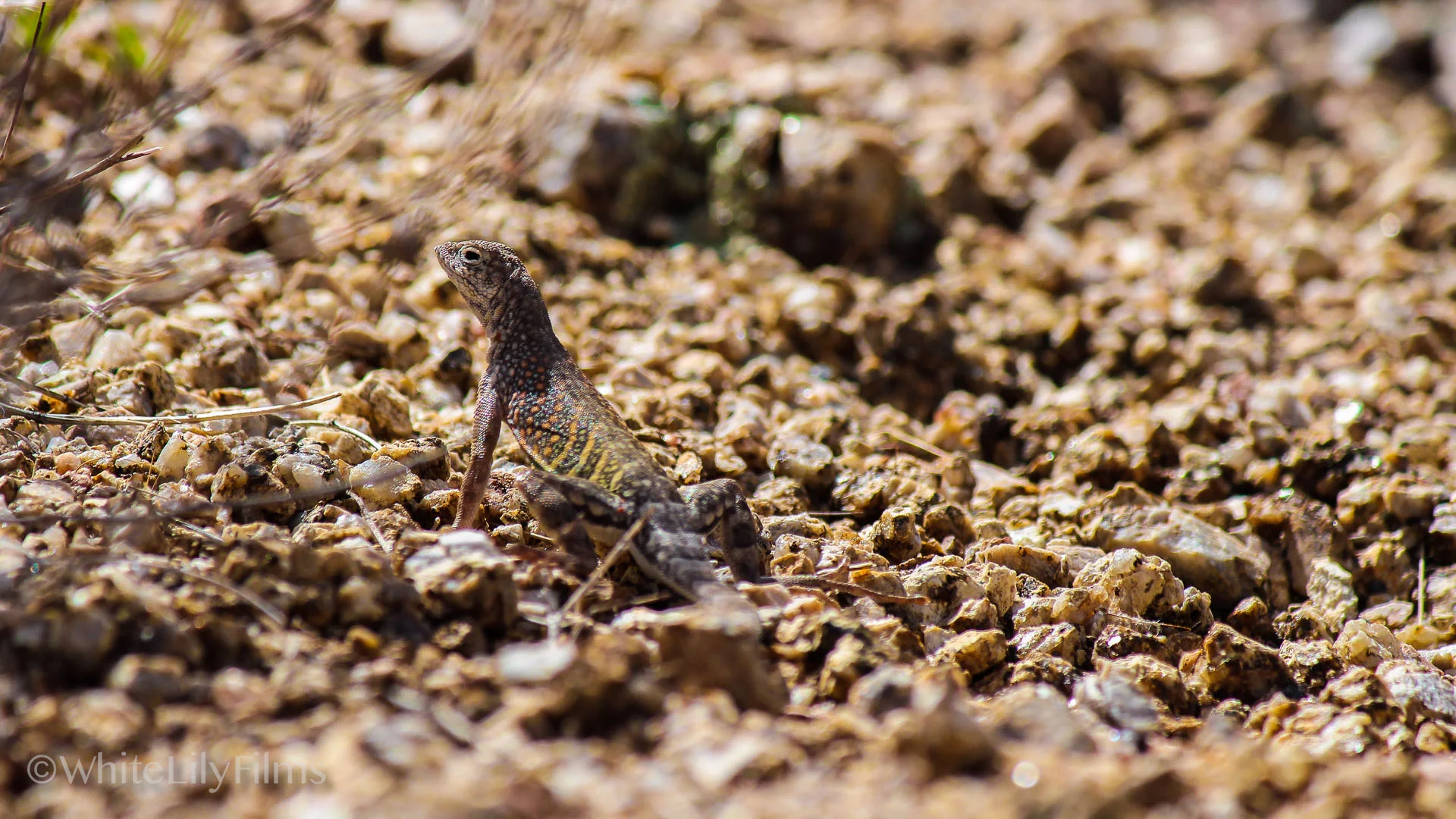 #67 -- Reptile Rocks