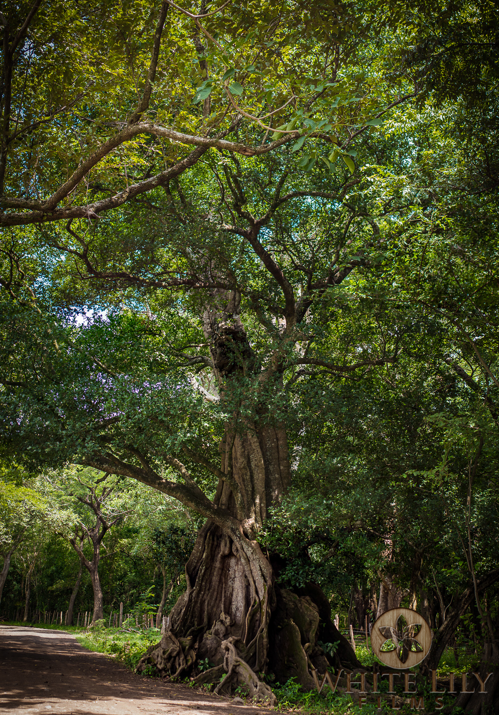 #96 - Timber de Guanacaste