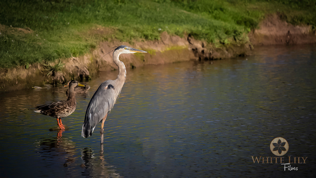 #97 - The Duck and Crane
