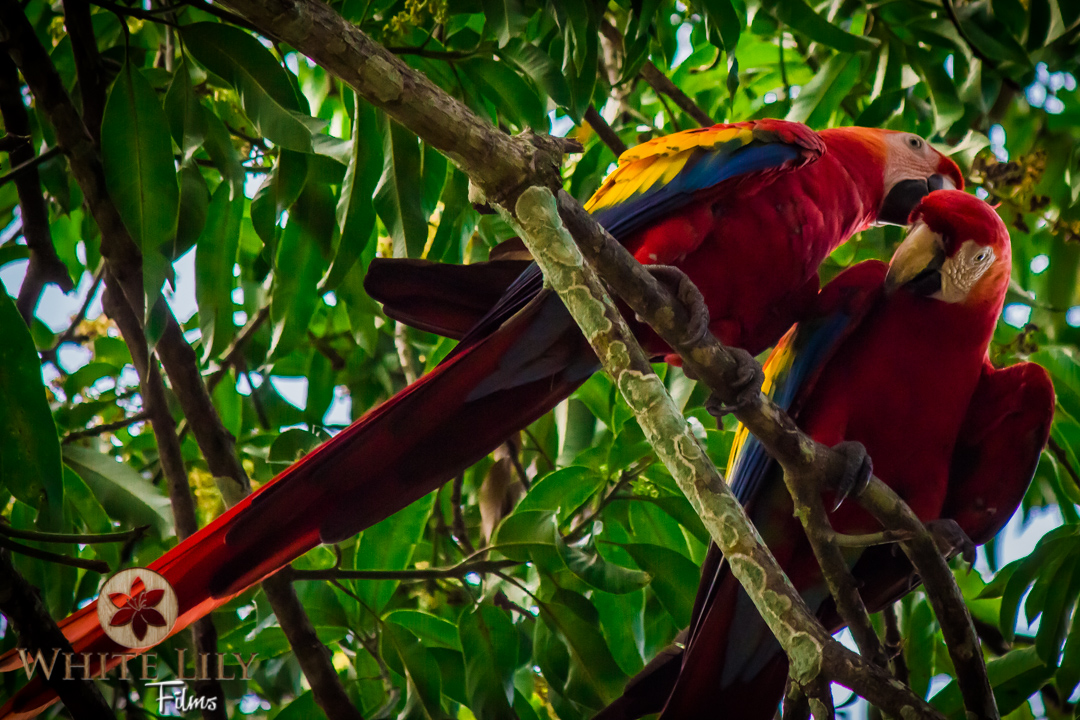 Scarlet Macaws