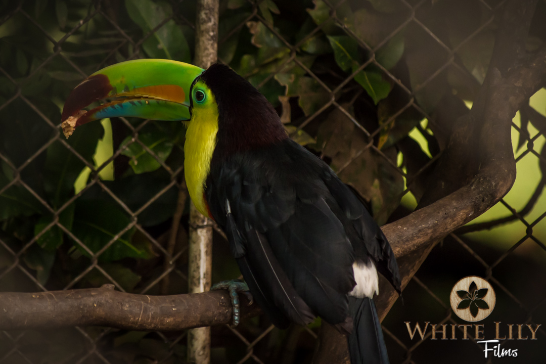 Keel-billed Toucan, one of 42 Toucan species in Latin America.