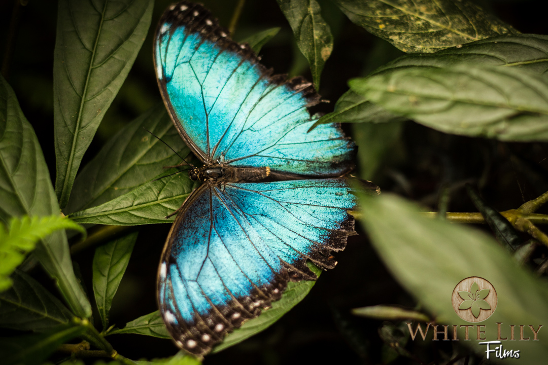 Blue Morpho