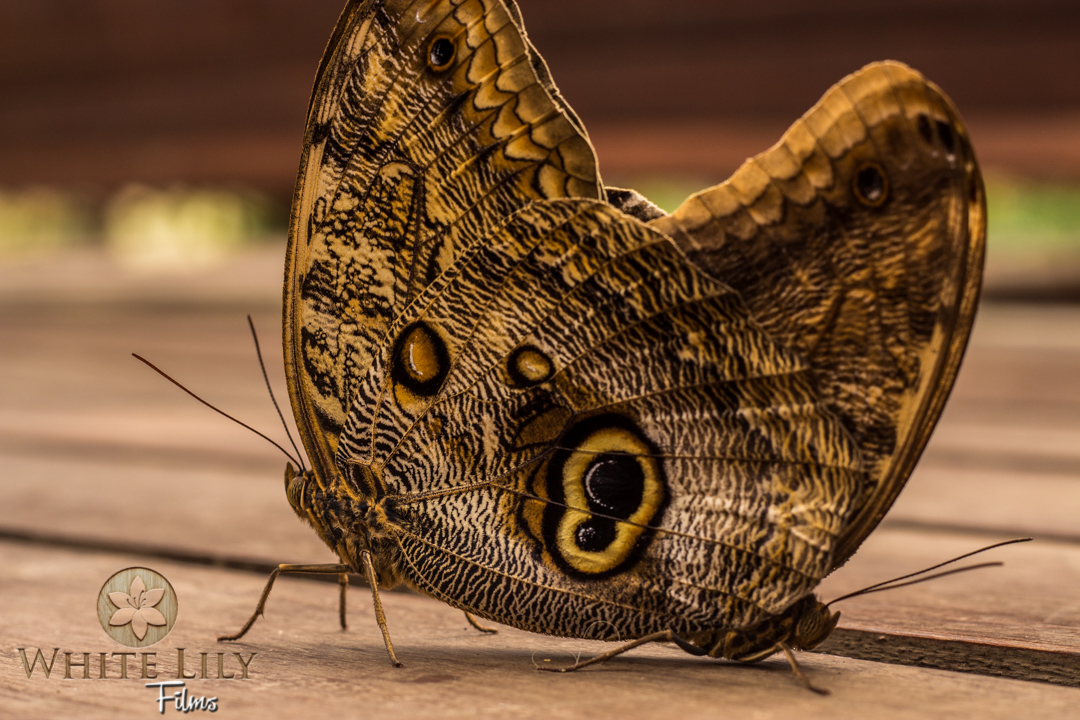 Owl Butterflies Mating