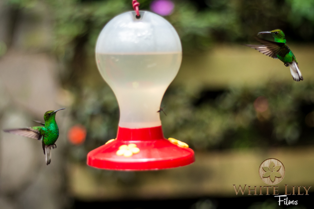 Green-crowned Brilliant