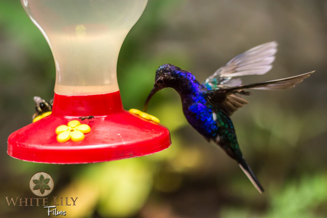 Violet Sabrewing