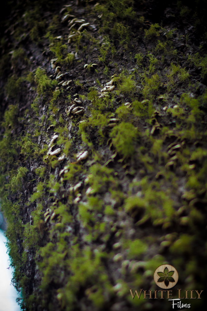 #112 - Mossy Trunk