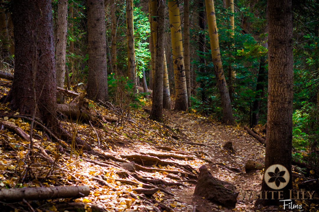 #113 - Fall Paths