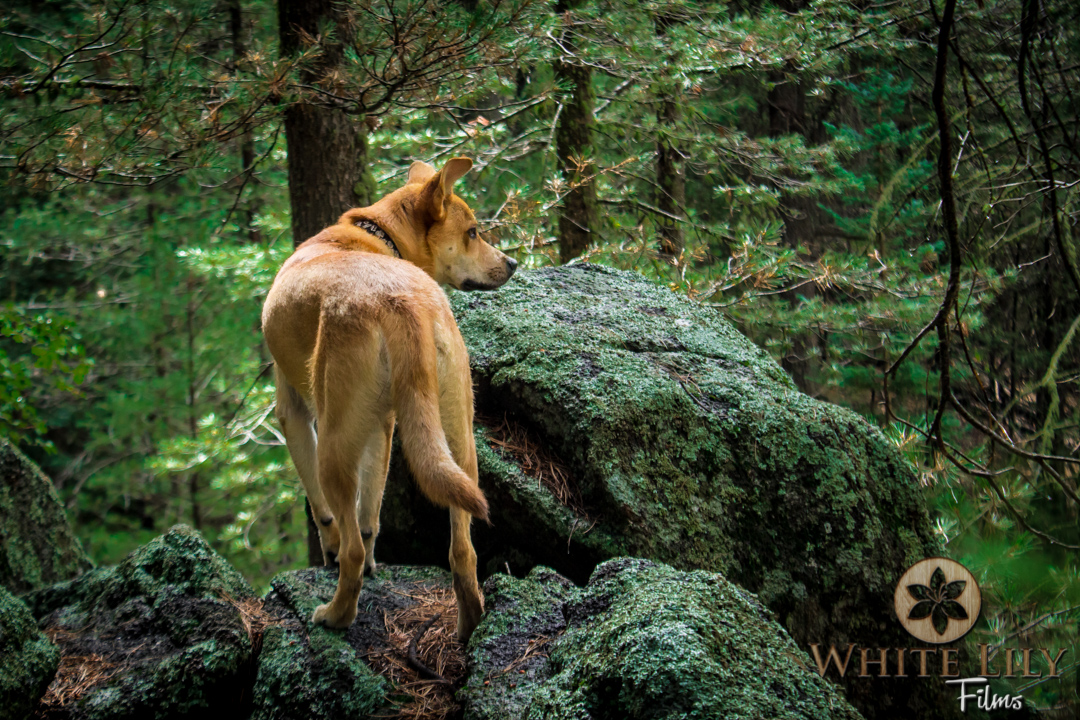 #118 - CharlieDog On The Hunt