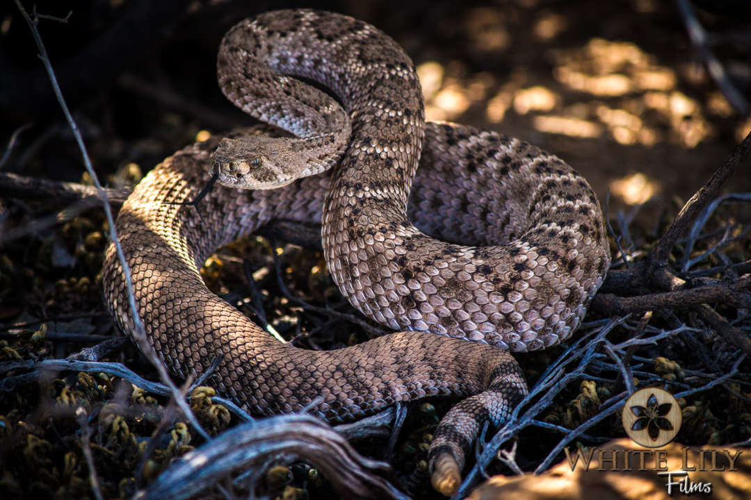 #122 - McDowell Mountain Rattler