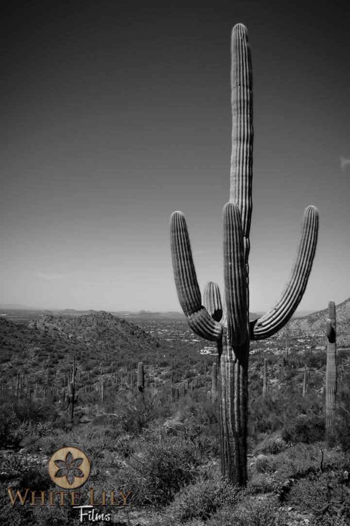 #124 - The Old West
