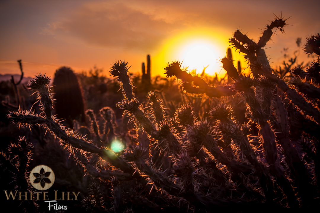#125 - Cholla Sunsets