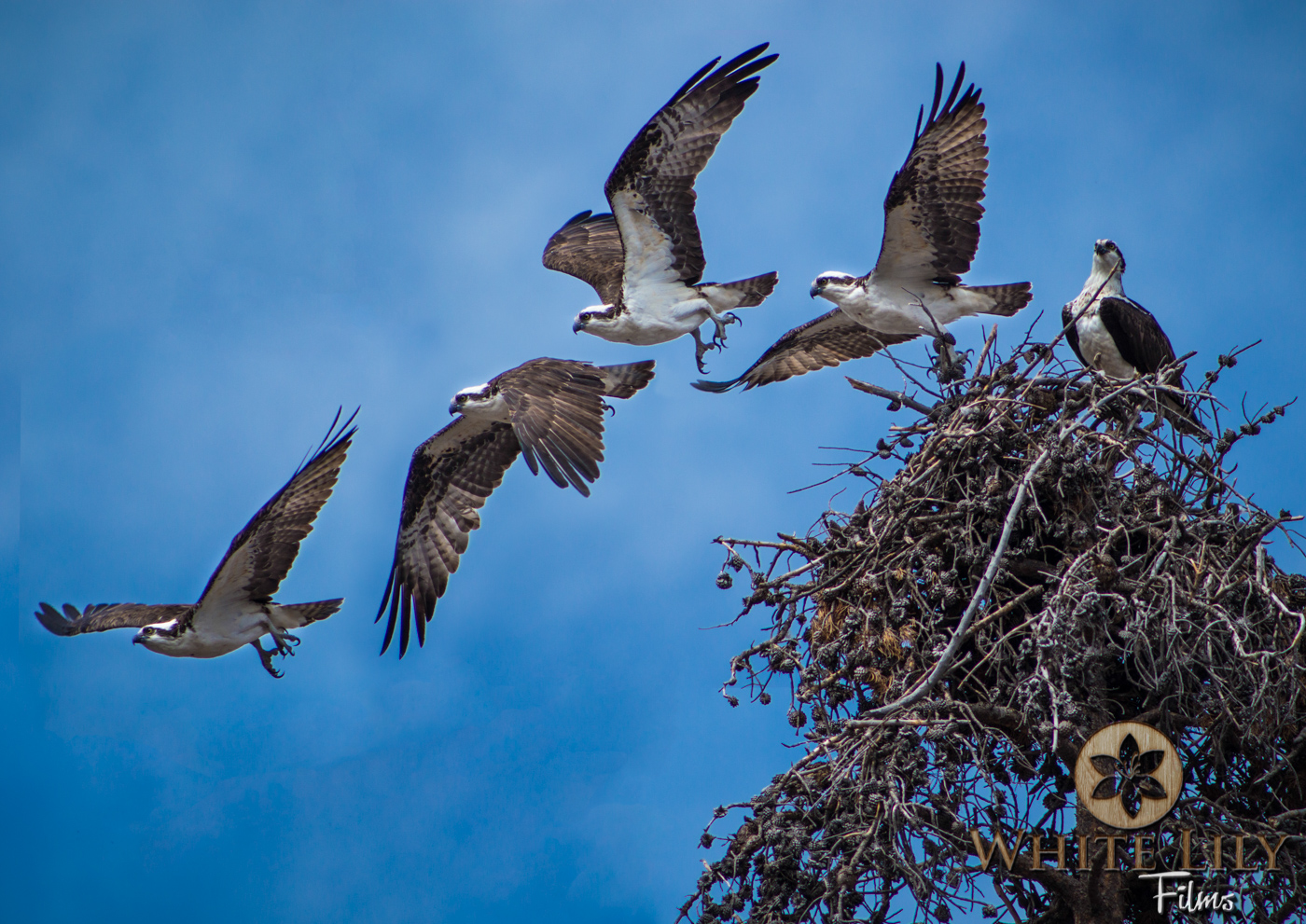 #128 - Osprey Flight Plan