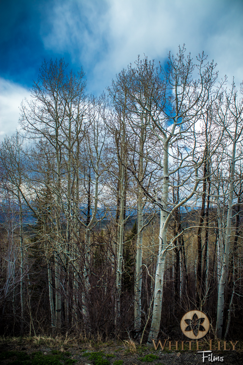 Web_4-120.jpg