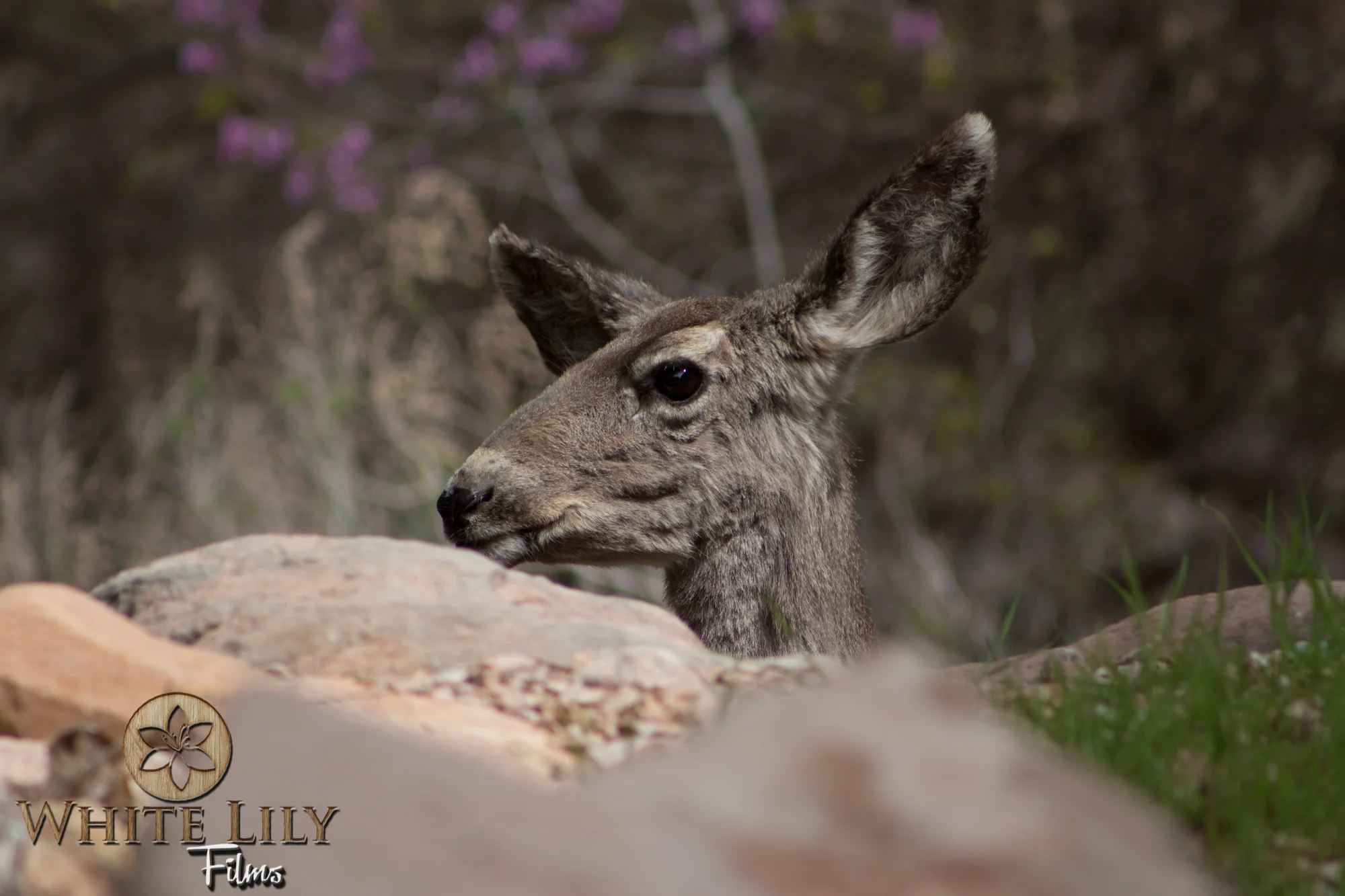 AZGolf_3.20_0040.jpg