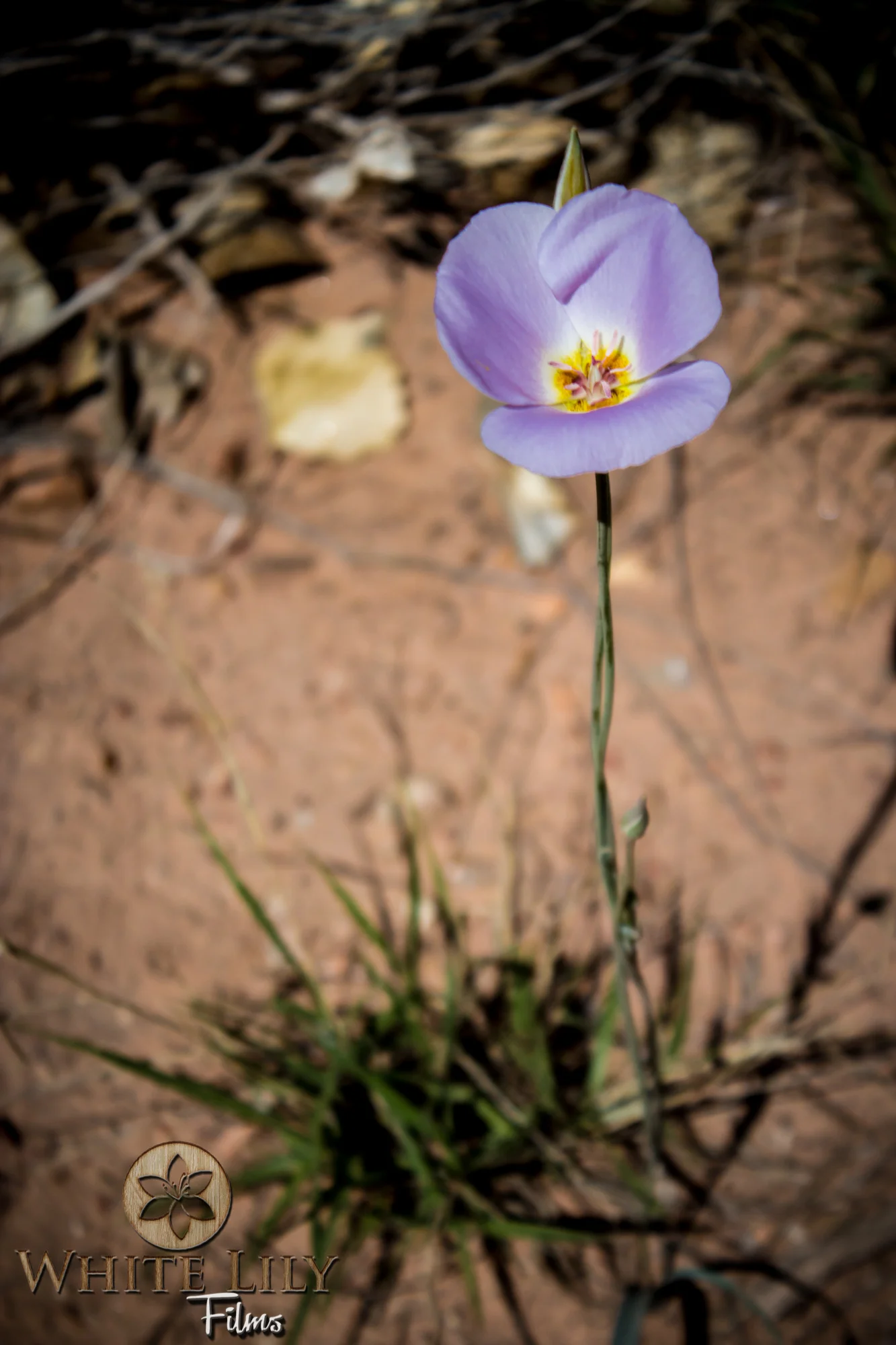 AZGolf_3.20_0398.jpg