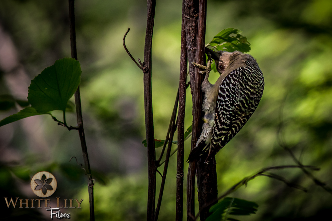 #134 - Costa Rican Wood..pecker?..