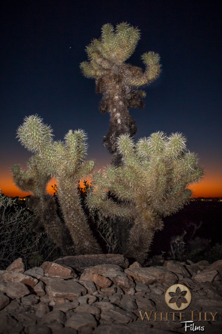 #137 - Dusk Thorns