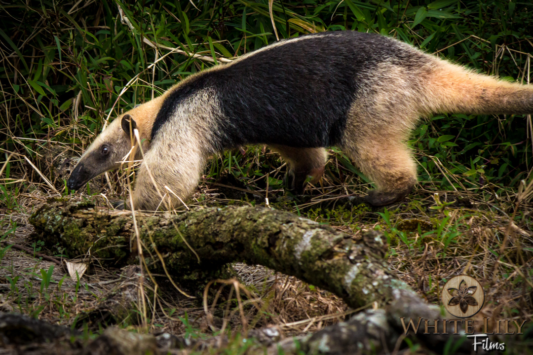 #138 - The Anteater