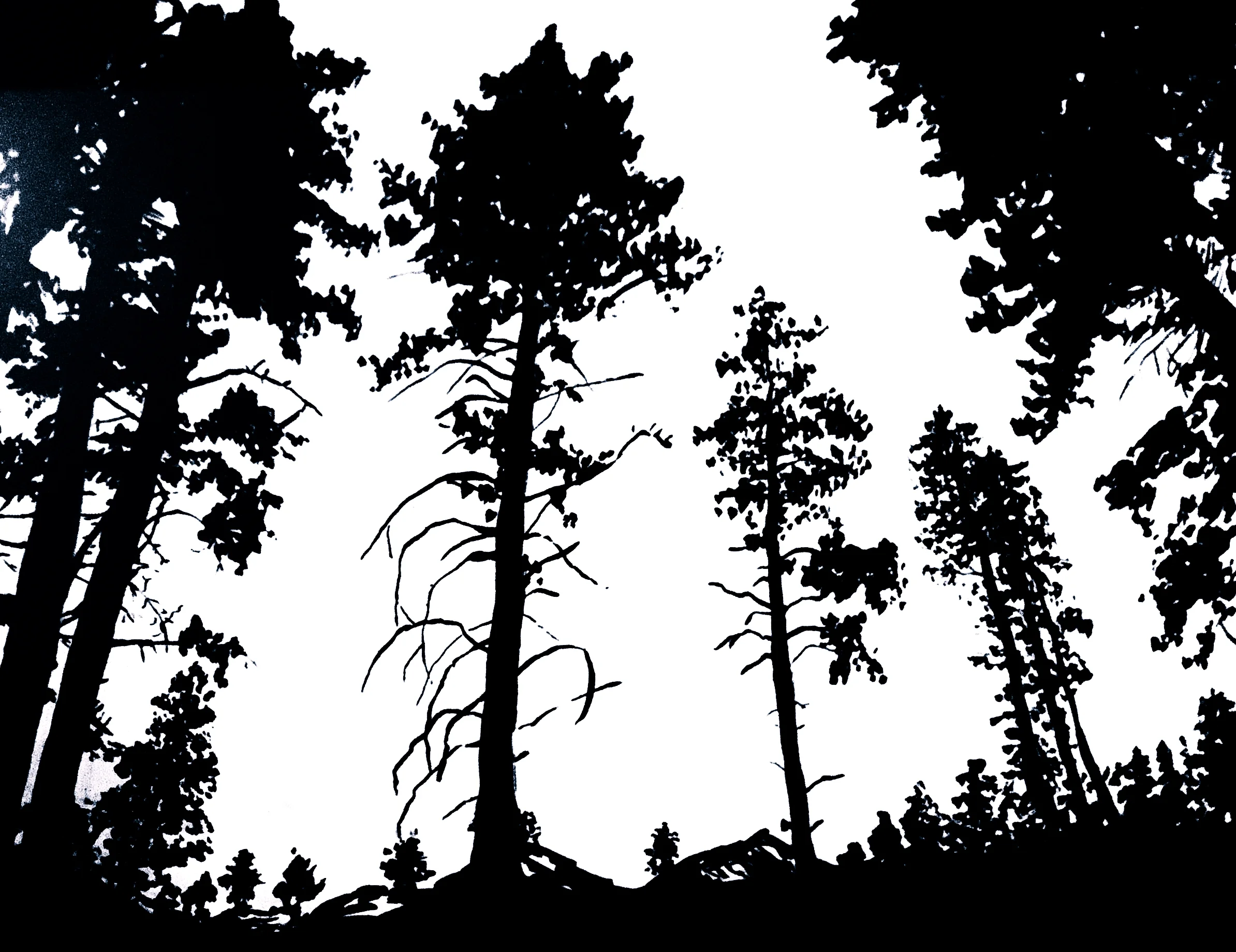 Forest - Ink Drawing