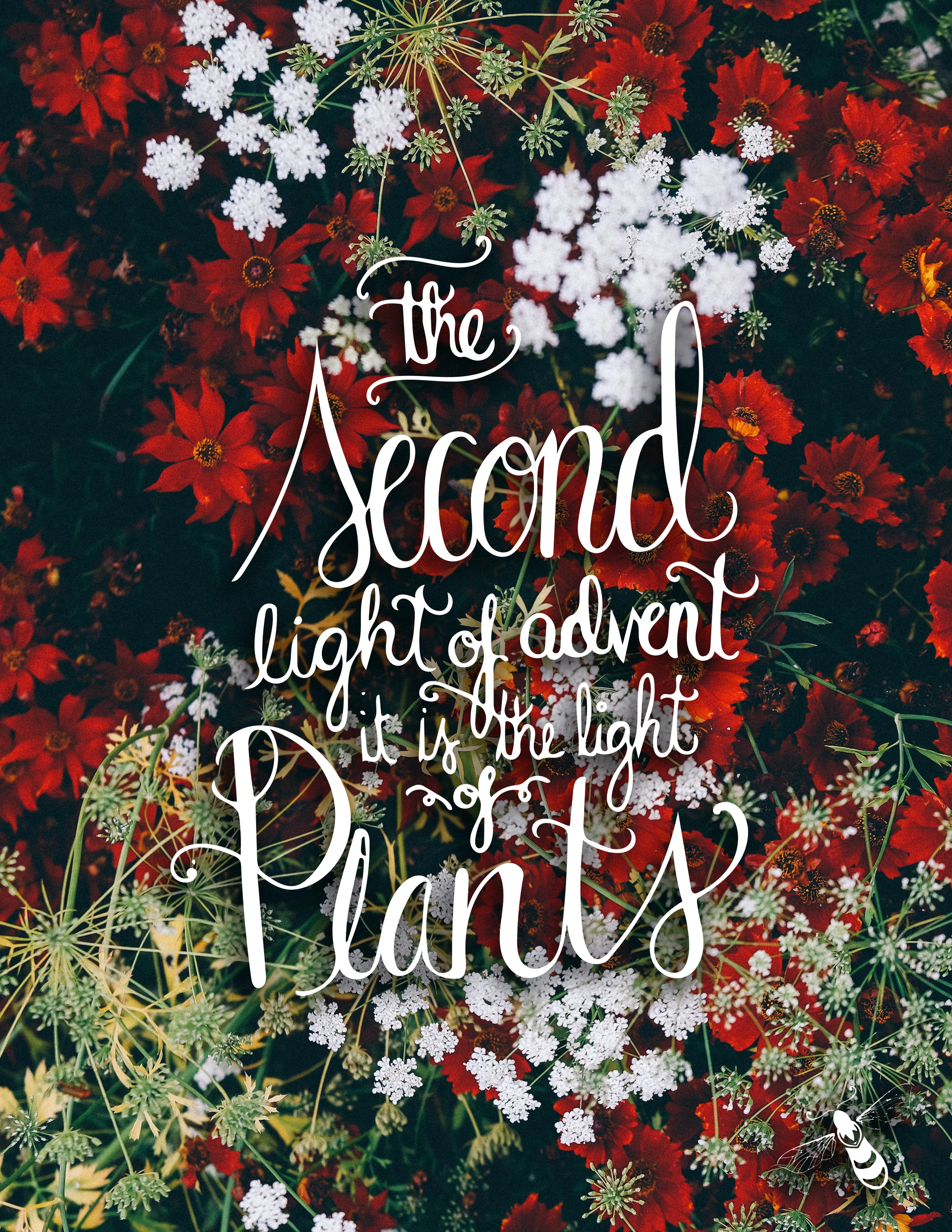 advent plants.jpg