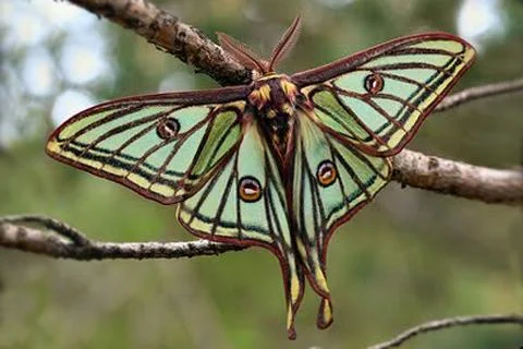 luna_moth_necklace7_1024x1024.jpg
