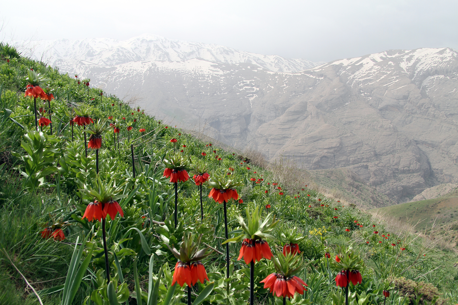 grady_cover_Zagros1.jpg