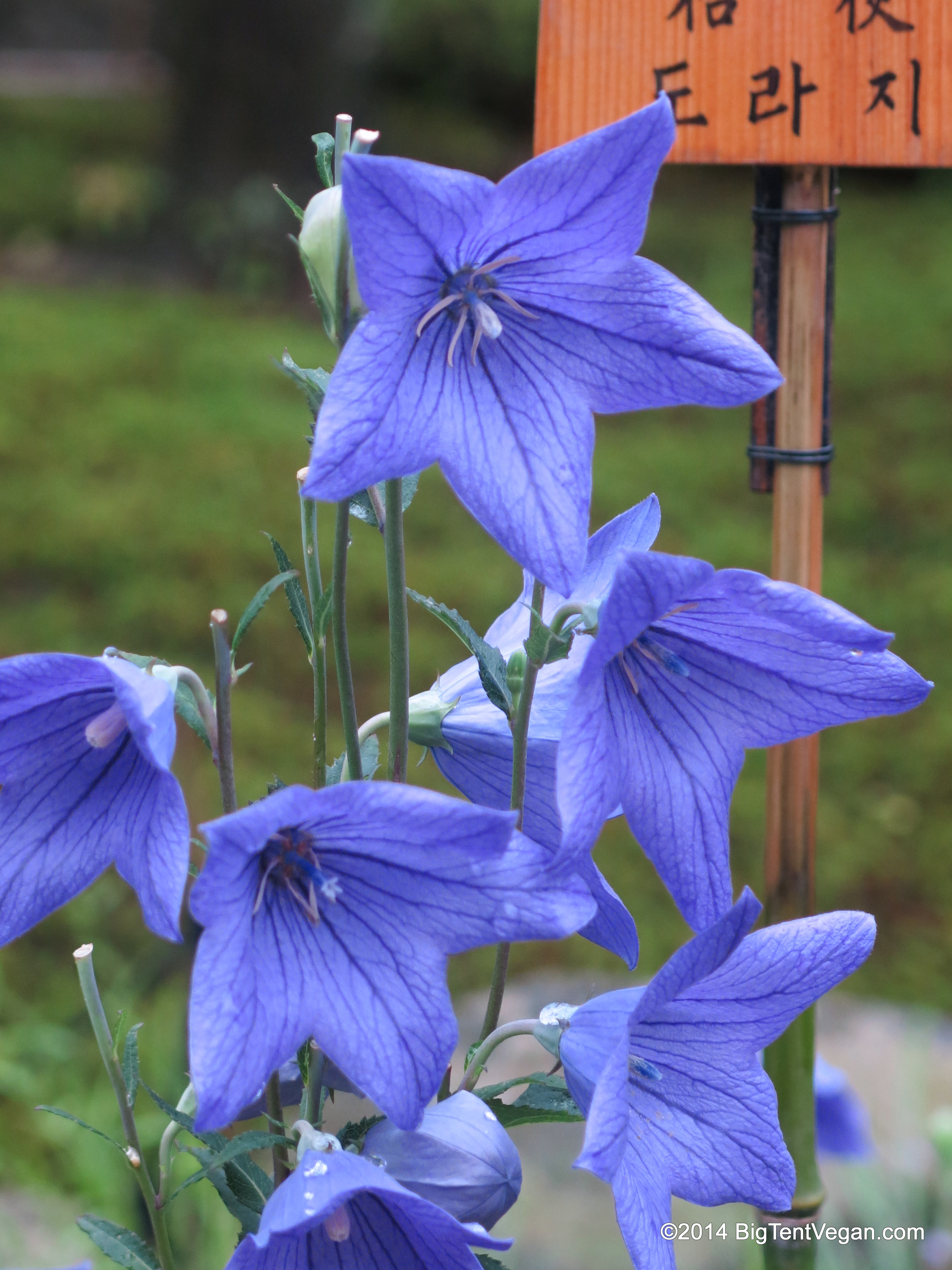 Kikyo (balloon flowers) in bloom at Tenryuji Temple (summer blooming flower)