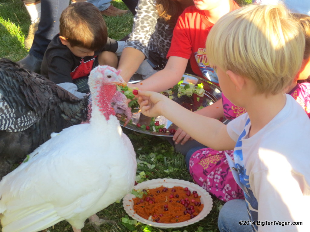 Henrietta and Martha getting lots of love from compassionate human friends at Farm Sanctuary's Celebration FOR the Turkey's in 2013. Turkeys love to be hand-fed and stroked!