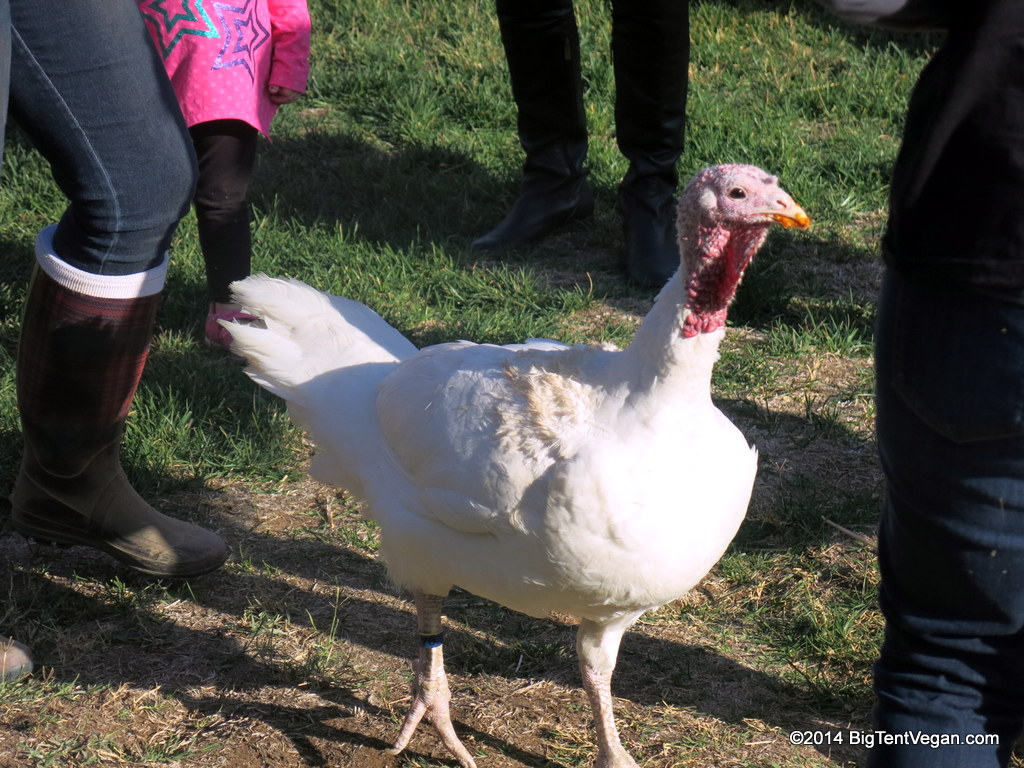 Can someone get me a napkin please? I think I have some pumpkin pie on my beak.