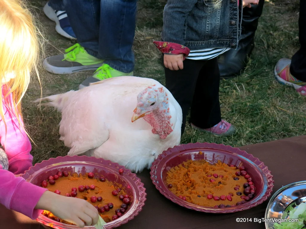Celebration FOR the Turkeys 2014 at Farm Sanctuary