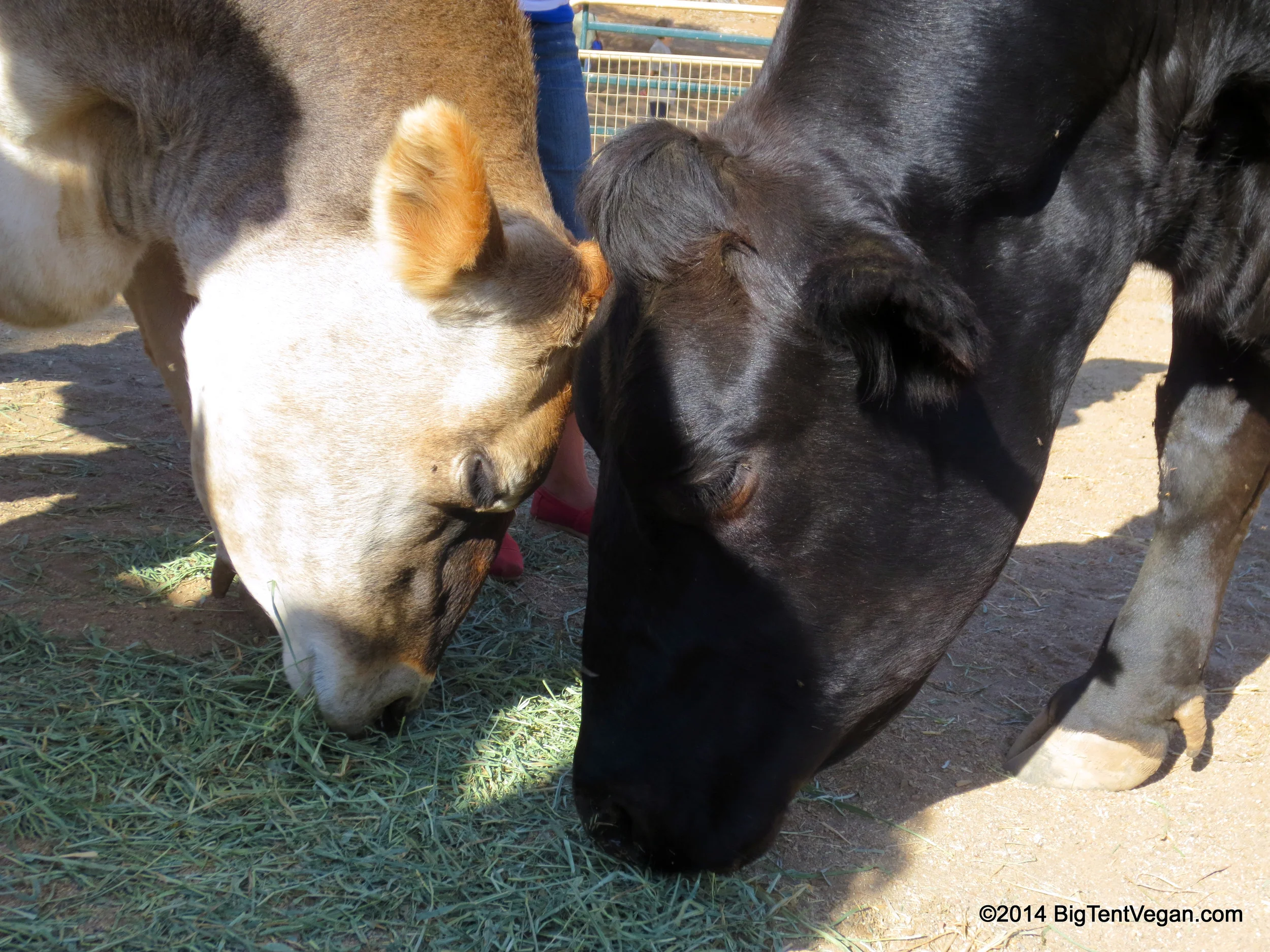 Our 1 Year Blog-iversary