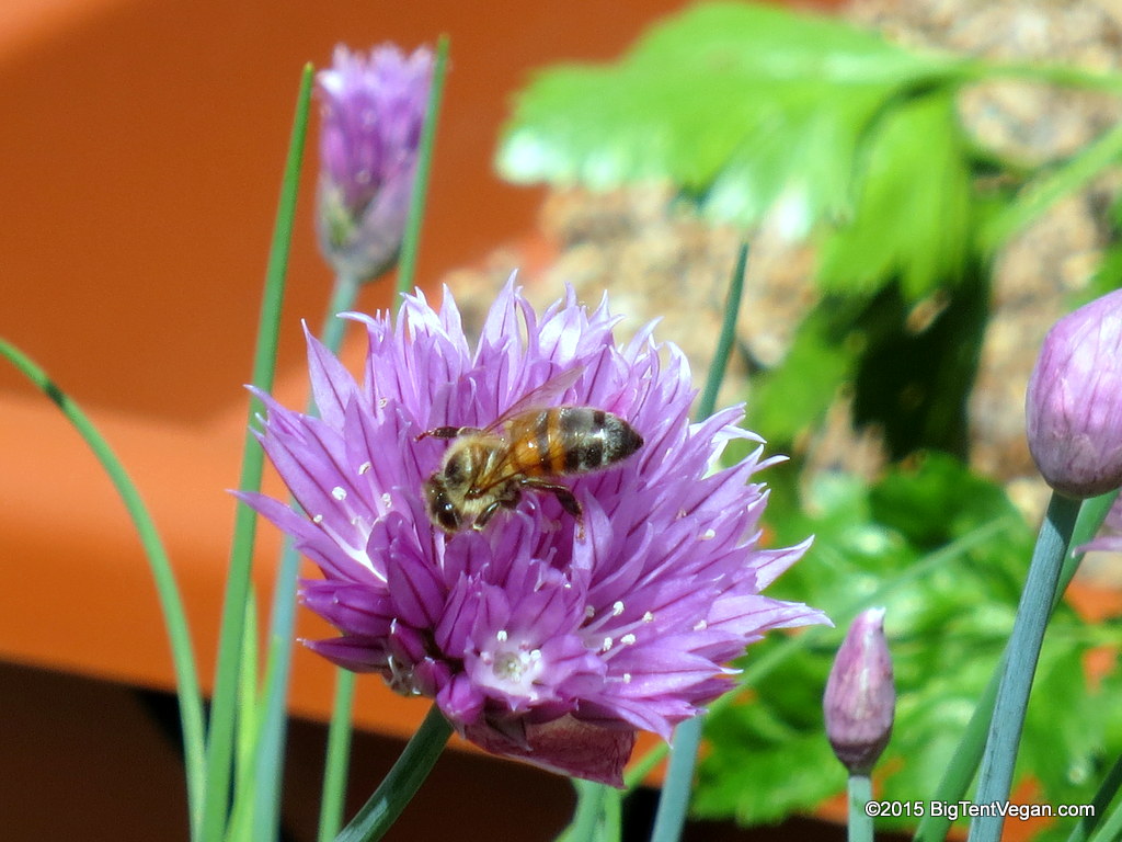 Bee on a chive flower in our yard.