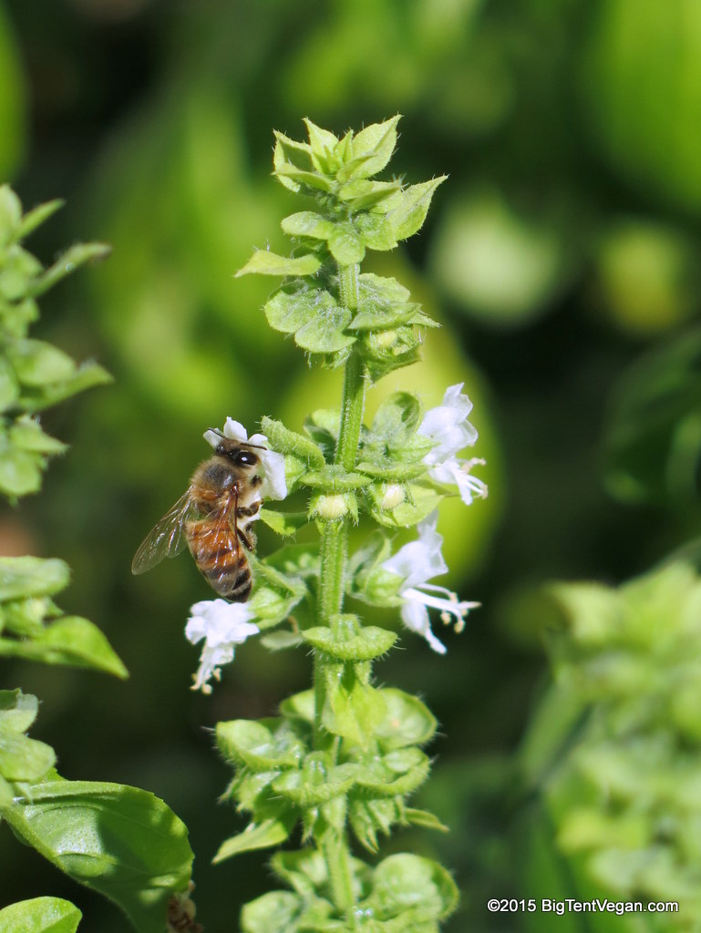 bee on a basil flower in our yard.