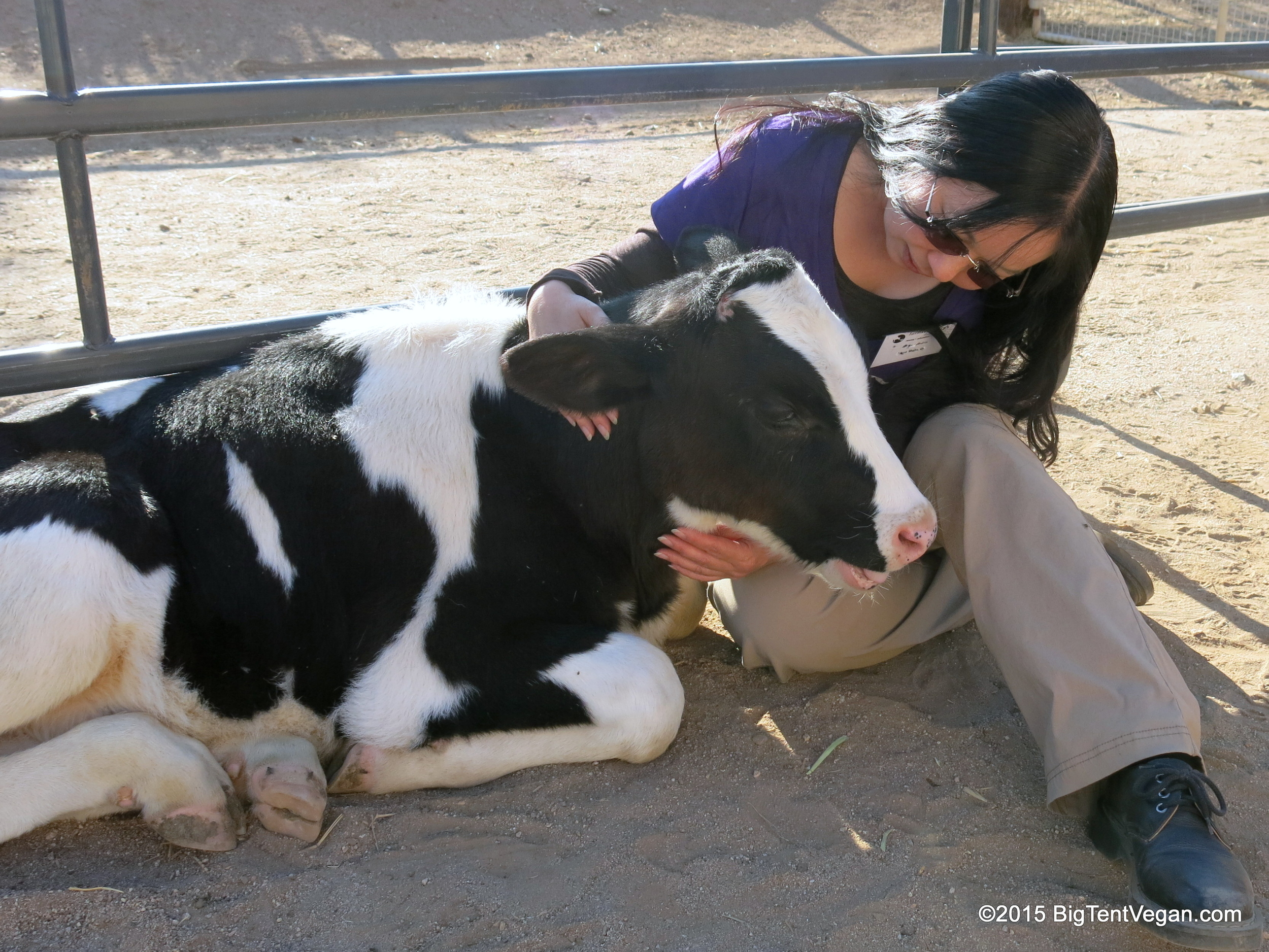 Rescued dairy calf Safran when he was only two months old! At Farm Sanctuary in Acton, CA, USA.
