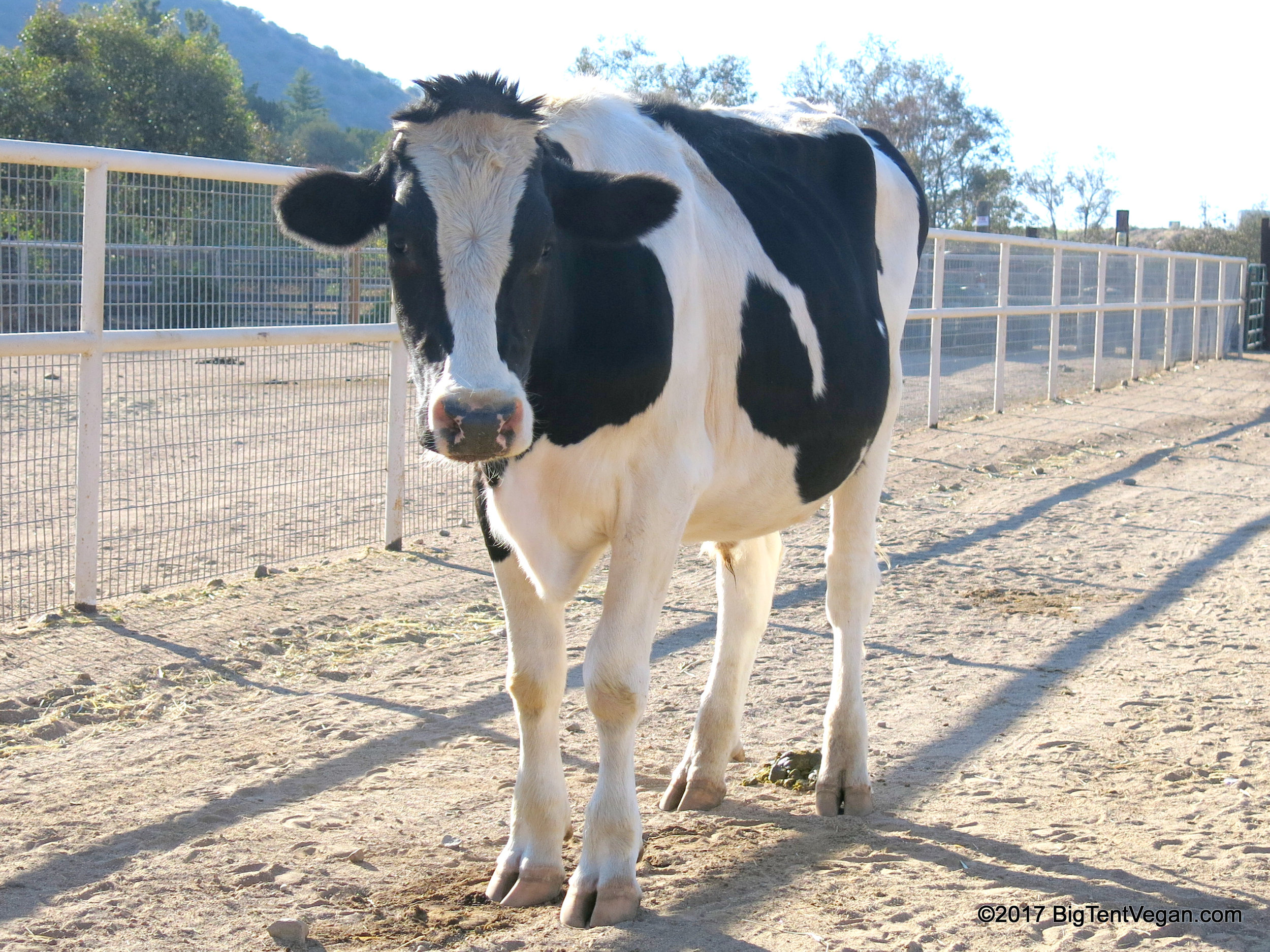 Safran from Farm Sanctuary (Acton, CA, USA) is grateful whenever anyone chooses to eat a vegan burger instead of one made from a cow. <3 #lovecowsdonteatthem