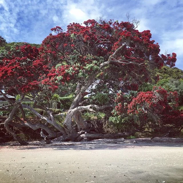 Wishing you much love, strength & connection in 2019 β€οΈ Waiheke