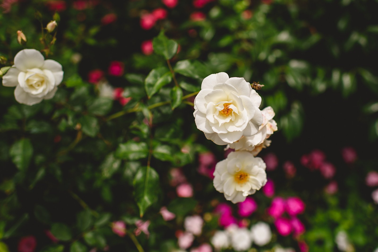 Cape-rey-carlsbad-wedding-photos