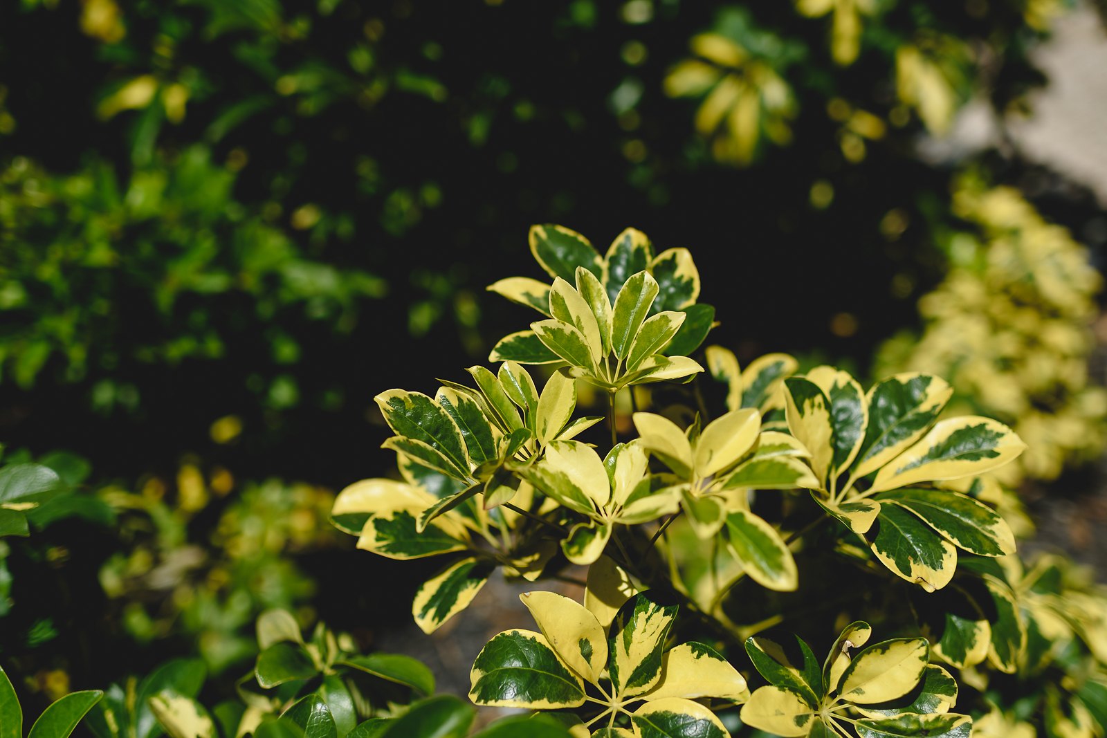 Green-acre-wedding-photos