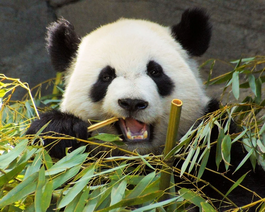 fig0-panda-bamboo.jpg