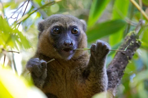 greater_bamboo_lemur_madagascar2.jpg