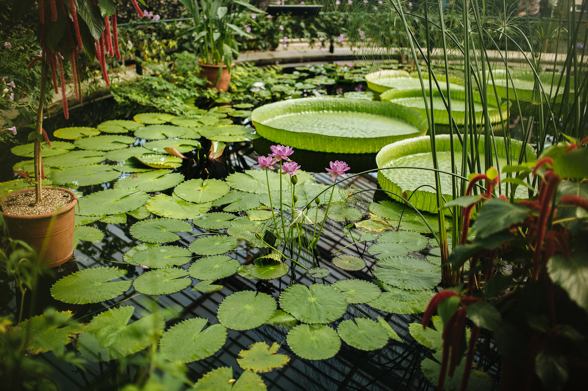 LONDON FAMILY PHOTOGRAPHY KEW GARDENS 184.JPG