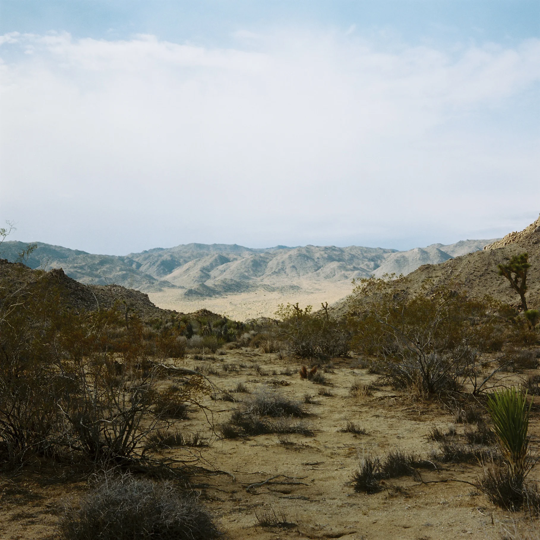JoshuaTreeNationalPark.jpg